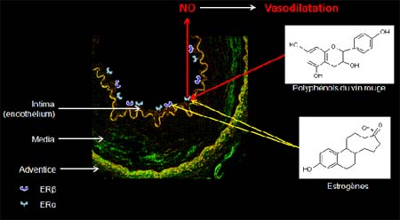 Schéma représentatif des effets des polyphénols du vin rouge sur l’endothélium de la paroi vasculaire