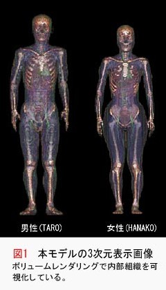 Taro et Hanako : les premiers modèles numériques de corps humains japonais