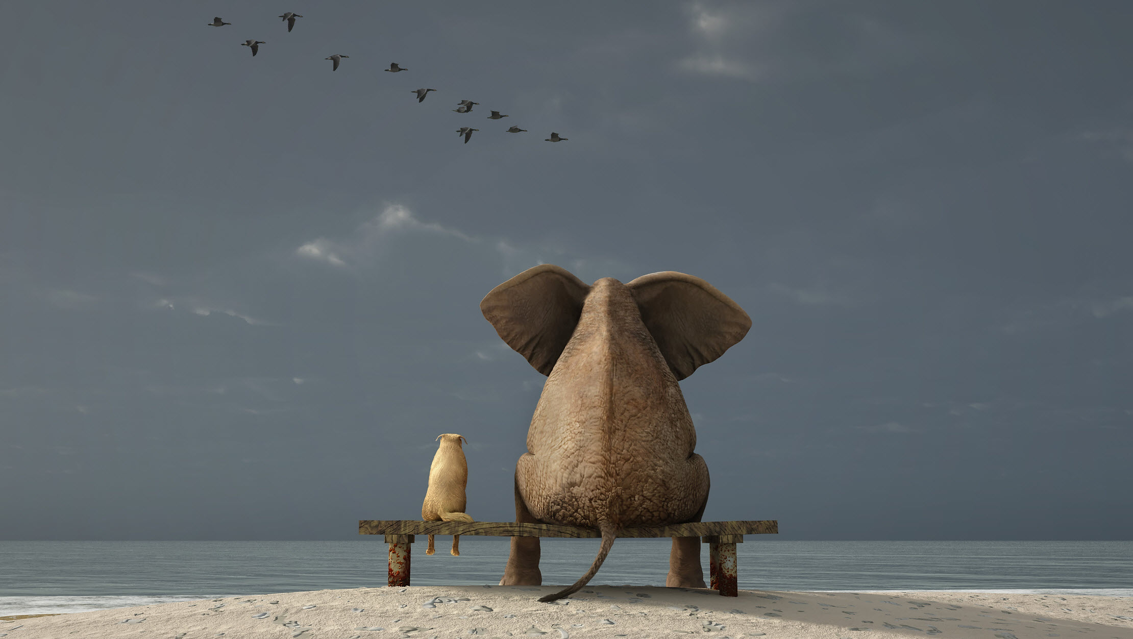 Объясните фразеологизм ждать у моря погоды. Слон сидит на лавочке. Слон на лавочке. Слон на скамейке. Слоны сидят.